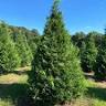 7 Gs Family Farm