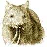 Australian Animals Care and Education Inc.