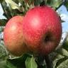A&A Orchard