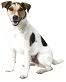Adelaide Veterinary Surgical Services