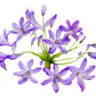 Agapanthus Bed & Breakfast