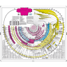 Bible Charts and Maps
