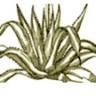 Agave Print Studio - Dianne Longley
