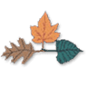 Aitkin Hardwoods