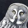 ALAN WOOLLETT ART