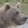 Alaska Grizzlies