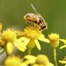 Allergy & Asthma Associates
