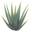 savimax s.l.u, The biguest plantation and factory in Europa, FREE VISIT