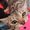 Amare Bengals