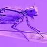 Amazing Dragonfly Art