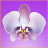 Amazing Thaimassage & wellness