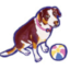 American Dog Outfitters
