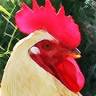 Beacon Hollow Farm Bed & Breakfast