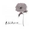 anemone