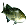 ANGLERS AUTO SERVICE
