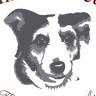 Animal Doctors