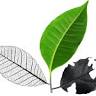 Apical bushfire & planning P/L