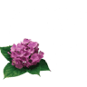 A Quinta das Flores
