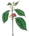 Araku Aroma - Anantapur