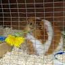Ashtead Pet Boarding & Guinea Pig Rescue