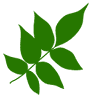 Save The Ash Tree Co.