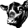 Ask for Angus