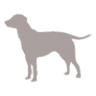 Auburn Animal Clinic