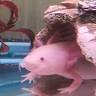 Awesome Axolotls