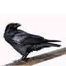 Bar Crow
