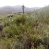 BARRC - Bushland And Rainforest Restoration & Consulting