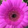 Bedwells Florists
