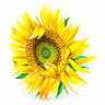 Better Choice Flower