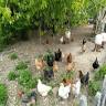 Bio Ferme La Pillanerie