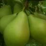 BIO PONTIL FRUTA ECOLÓGICA