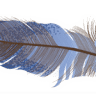 BirdSong Desert Retreat