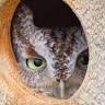 Bird Watcher's Supply & Gift
