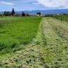 Bitterroot Field Mowing