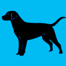 Black Dog Car Wash