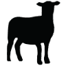 Black Sheep MKE