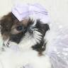Blessed's Shih Tzu