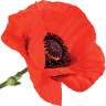 Bloemsierkunst de Klaproos