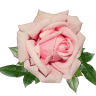 Bloom In Gorgeous - Flowers by Kim