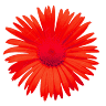 Bloom Salon & Med Spa