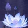 Blu Lotus Metaphysical Center