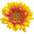 Blumen Buck
