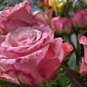 Blumenladen Fritz