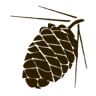 Mazurski Ośrodek Szych
