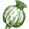 Bambu Kamış Çit