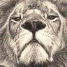 Bouquinerie du Lion