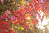Braeside Mt Macedon Country Retreat and Bed & Breakfast